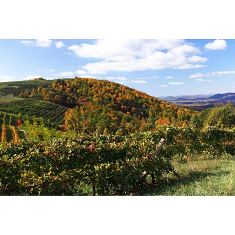 Mountain Vineyard I Gold Ornate Wood Framed Art Print with Double Matting by Hausenflock, Alan