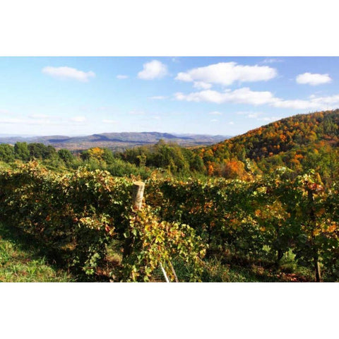 Mountain Vineyard II Gold Ornate Wood Framed Art Print with Double Matting by Hausenflock, Alan