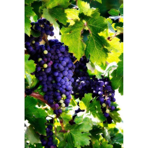 Grapes I Black Modern Wood Framed Art Print with Double Matting by Hausenflock, Alan