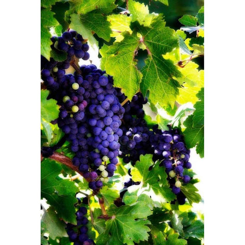 Grapes I White Modern Wood Framed Art Print by Hausenflock, Alan