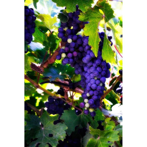 Grapes II White Modern Wood Framed Art Print by Hausenflock, Alan