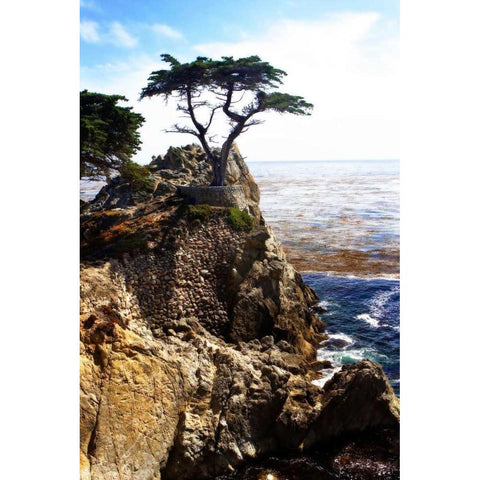 Lone Cypress I Gold Ornate Wood Framed Art Print with Double Matting by Hausenflock, Alan