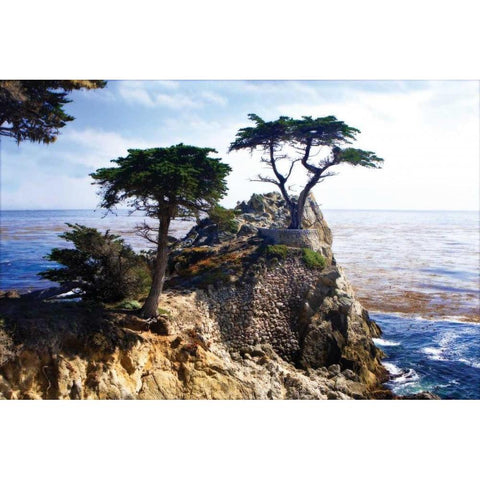 Lone Cypress II Black Modern Wood Framed Art Print by Hausenflock, Alan