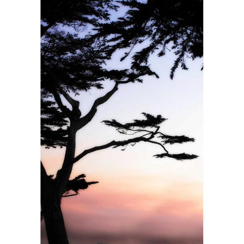 Cypress Silhouette IV Black Modern Wood Framed Art Print with Double Matting by Hausenflock, Alan