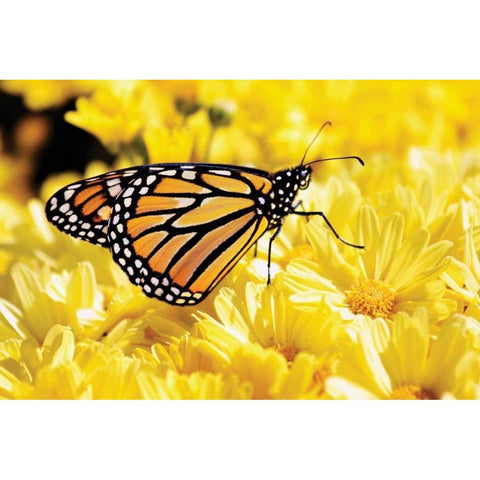 Monarch on Chrysanthemums White Modern Wood Framed Art Print by Hausenflock, Alan