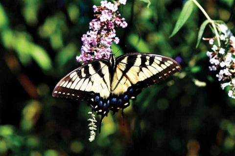 Black Swallowtail I White Modern Wood Framed Art Print with Double Matting by Hausenflock, Alan