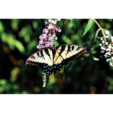 Black Swallowtail I Gold Ornate Wood Framed Art Print with Double Matting by Hausenflock, Alan