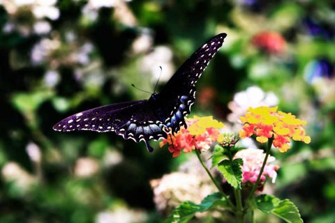 Black Swallowtail II White Modern Wood Framed Art Print with Double Matting by Hausenflock, Alan