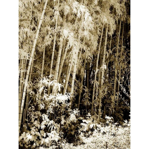 Bamboo Grove I Gold Ornate Wood Framed Art Print with Double Matting by Hausenflock, Alan