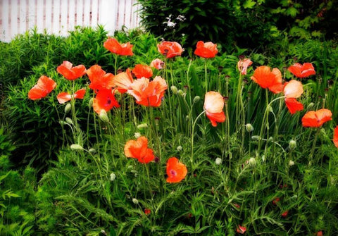 Poppies I Black Ornate Wood Framed Art Print with Double Matting by Hausenflock, Alan