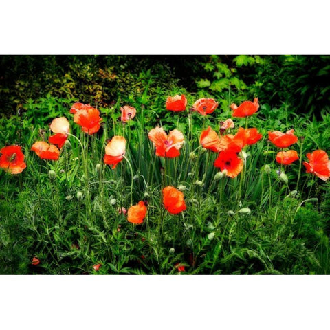 Poppies II White Modern Wood Framed Art Print by Hausenflock, Alan