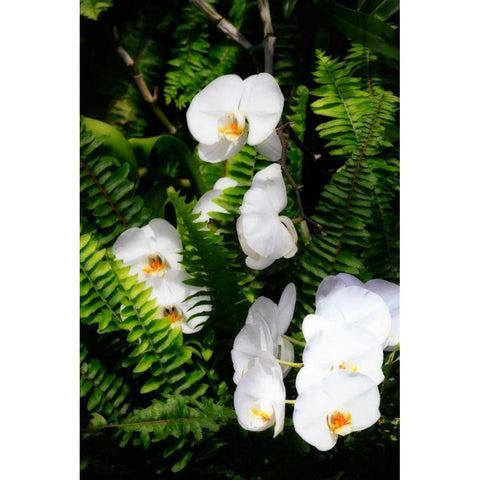 Orchids and Ferns I Black Modern Wood Framed Art Print with Double Matting by Hausenflock, Alan