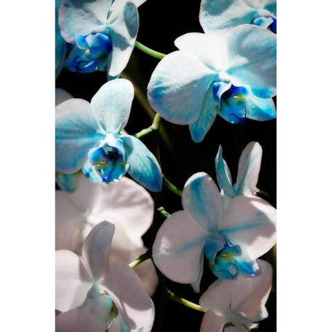 Blue Moth Orchids I Gold Ornate Wood Framed Art Print with Double Matting by Hausenflock, Alan