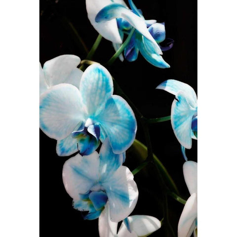 Blue Moth Orchids II Black Modern Wood Framed Art Print by Hausenflock, Alan