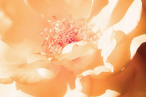 Melon Rose II Black Ornate Wood Framed Art Print with Double Matting by Hausenflock, Alan