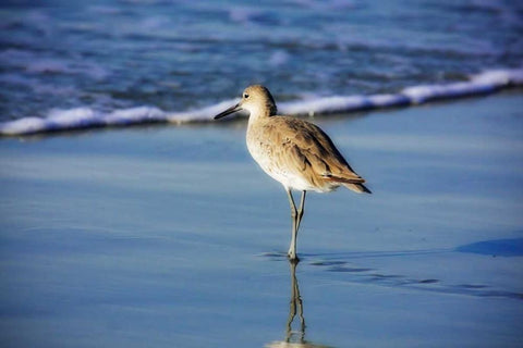 Sandpiper in the Surf I White Modern Wood Framed Art Print with Double Matting by Hausenflock, Alan