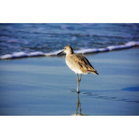 Sandpiper in the Surf I White Modern Wood Framed Art Print by Hausenflock, Alan