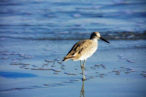 Sandpiper in the Surf II White Modern Wood Framed Art Print with Double Matting by Hausenflock, Alan