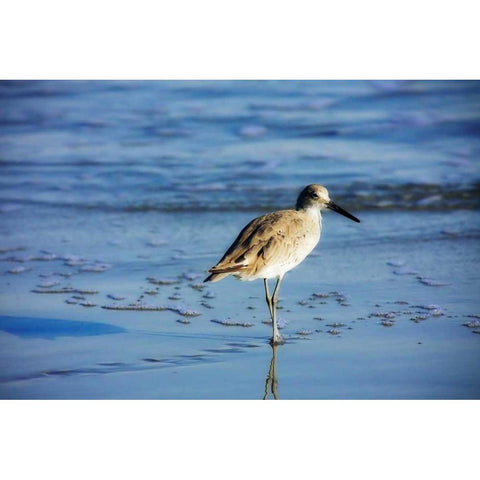 Sandpiper in the Surf II Black Modern Wood Framed Art Print with Double Matting by Hausenflock, Alan