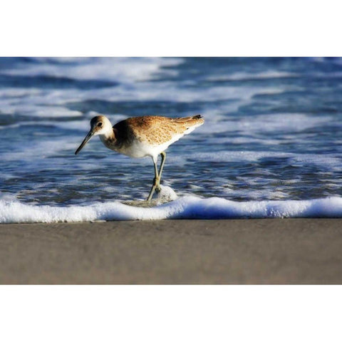 Sandpiper in the Surf III Black Modern Wood Framed Art Print with Double Matting by Hausenflock, Alan