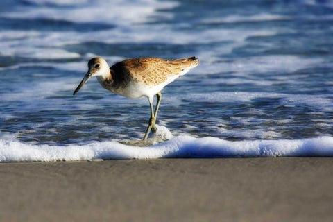 Sandpiper in the Surf III Black Ornate Wood Framed Art Print with Double Matting by Hausenflock, Alan