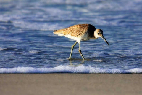 Sandpiper in the Surf IV White Modern Wood Framed Art Print with Double Matting by Hausenflock, Alan