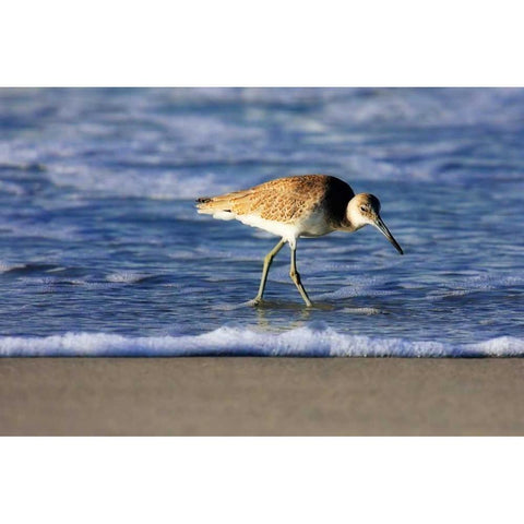 Sandpiper in the Surf IV White Modern Wood Framed Art Print by Hausenflock, Alan