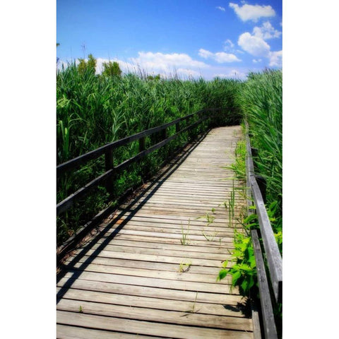 Wetland Walkway II Black Modern Wood Framed Art Print with Double Matting by Hausenflock, Alan