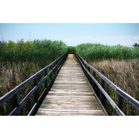 Wetland Walkway III White Modern Wood Framed Art Print by Hausenflock, Alan