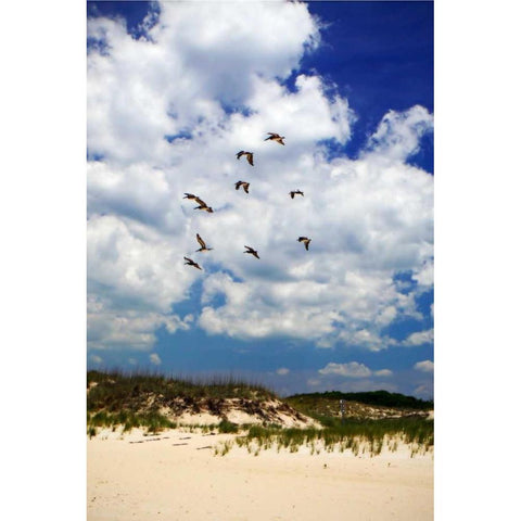 Pelicans over the Dunes V White Modern Wood Framed Art Print by Hausenflock, Alan