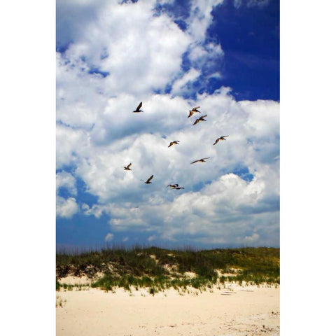 Pelicans over the Dunes VI Gold Ornate Wood Framed Art Print with Double Matting by Hausenflock, Alan