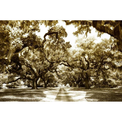 Druid Oaks II White Modern Wood Framed Art Print by Hausenflock, Alan