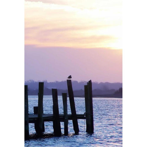 Seagulls at Sunset Black Modern Wood Framed Art Print with Double Matting by Hausenflock, Alan