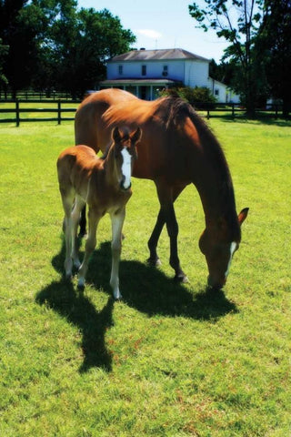 Mare and Foal I White Modern Wood Framed Art Print with Double Matting by Hausenflock, Alan