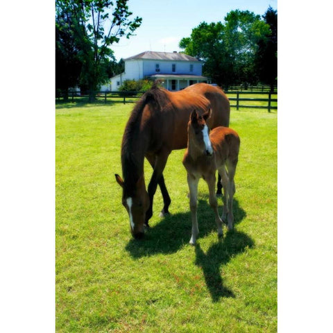 Mare and Foal II Black Modern Wood Framed Art Print with Double Matting by Hausenflock, Alan