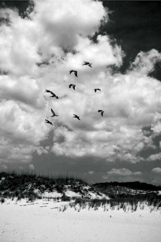 Pelicans over Dunes V Black Ornate Wood Framed Art Print with Double Matting by Hausenflock, Alan