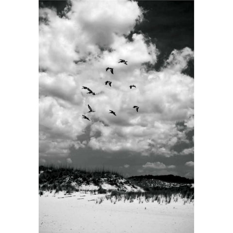 Pelicans over Dunes V White Modern Wood Framed Art Print by Hausenflock, Alan