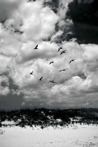 Pelicans over Dunes VI White Modern Wood Framed Art Print with Double Matting by Hausenflock, Alan