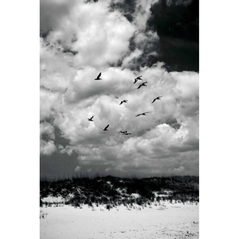 Pelicans over Dunes VI Black Modern Wood Framed Art Print with Double Matting by Hausenflock, Alan