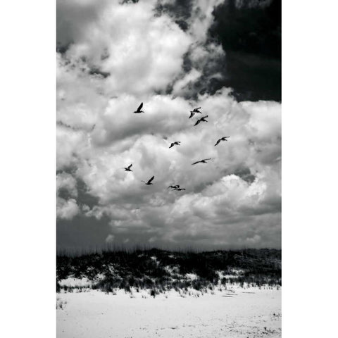 Pelicans over Dunes VI White Modern Wood Framed Art Print by Hausenflock, Alan