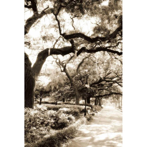 Savannah Sidewalk II White Modern Wood Framed Art Print by Hausenflock, Alan