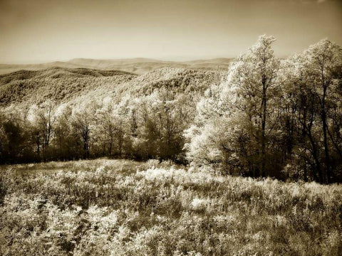 Piney Mountain II Black Ornate Wood Framed Art Print with Double Matting by Hausenflock, Alan