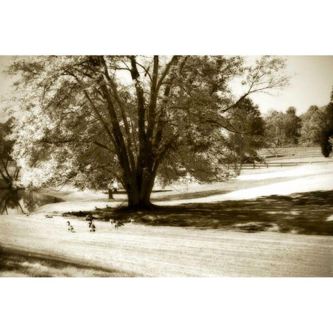 Geese at the Pond I Black Modern Wood Framed Art Print by Hausenflock, Alan