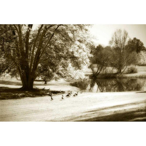 Geese at the Pond II Gold Ornate Wood Framed Art Print with Double Matting by Hausenflock, Alan