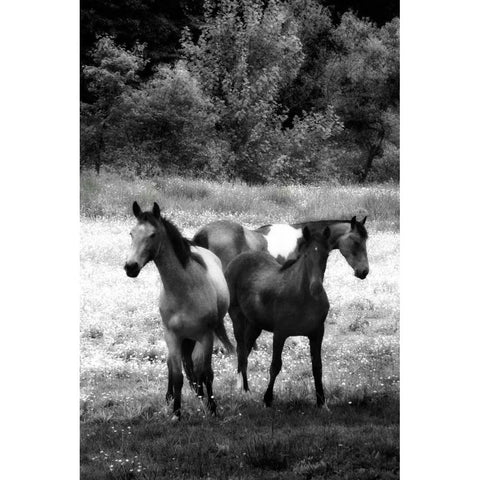 The Horses Three I White Modern Wood Framed Art Print by Hausenflock, Alan