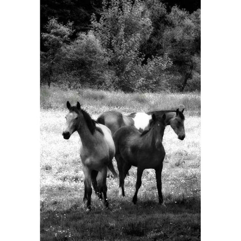 The Horses Three I Black Modern Wood Framed Art Print with Double Matting by Hausenflock, Alan