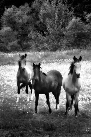 The Horses Three II White Modern Wood Framed Art Print with Double Matting by Hausenflock, Alan