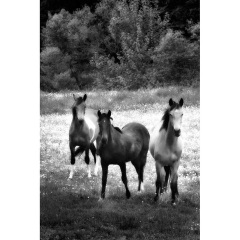 The Horses Three II White Modern Wood Framed Art Print by Hausenflock, Alan