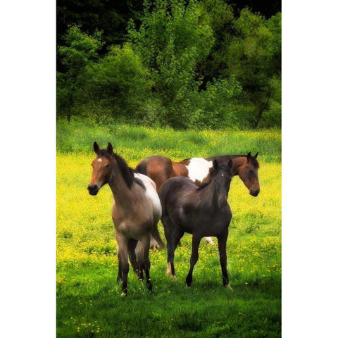 The Horses Three I White Modern Wood Framed Art Print by Hausenflock, Alan