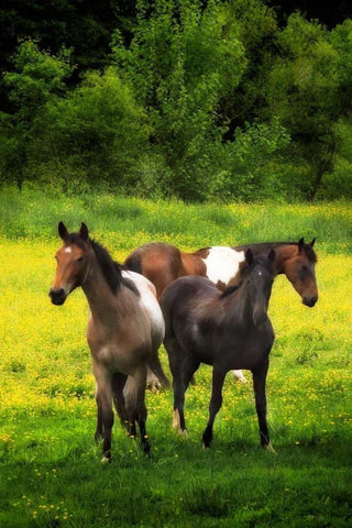 The Horses Three I White Modern Wood Framed Art Print with Double Matting by Hausenflock, Alan